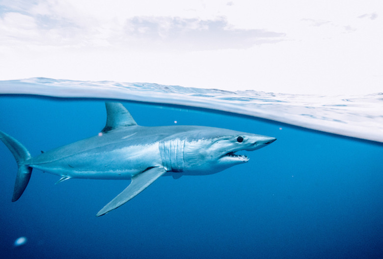 Shark Week 2021