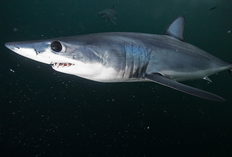 Shark Week 2021