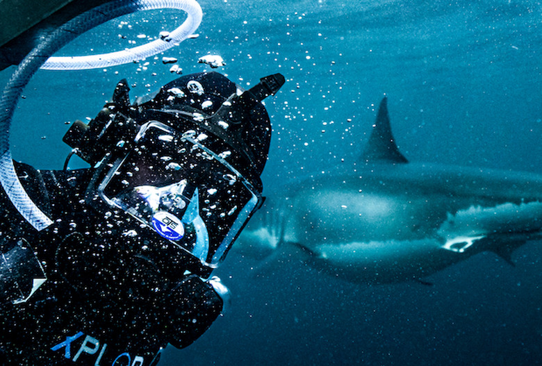 Shark Week 2022