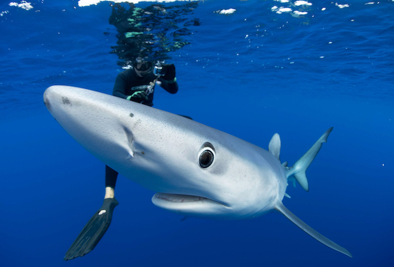 Shark Week 2022