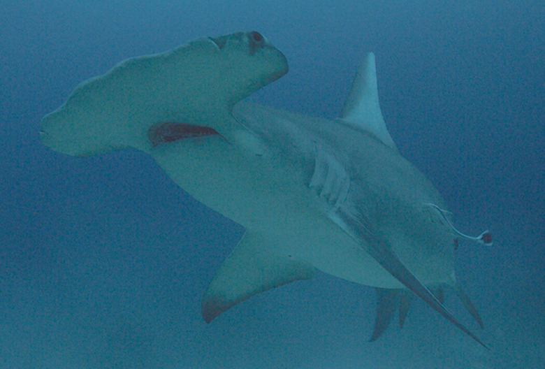 Shark Week 2022