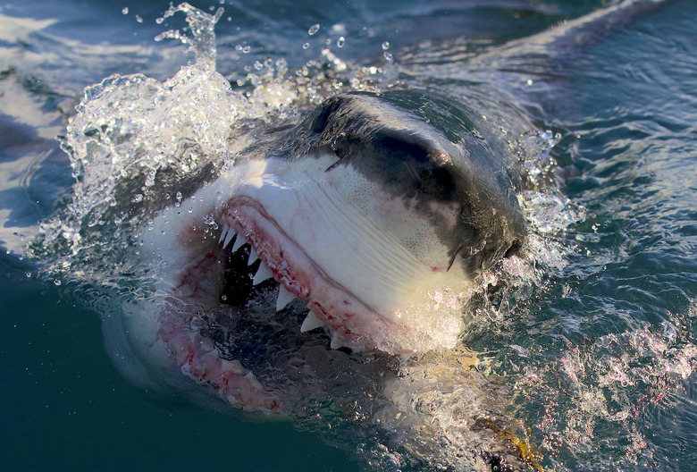 Shark Week 2023