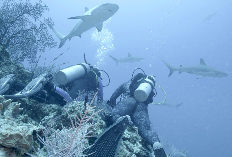 Shark Week 2023