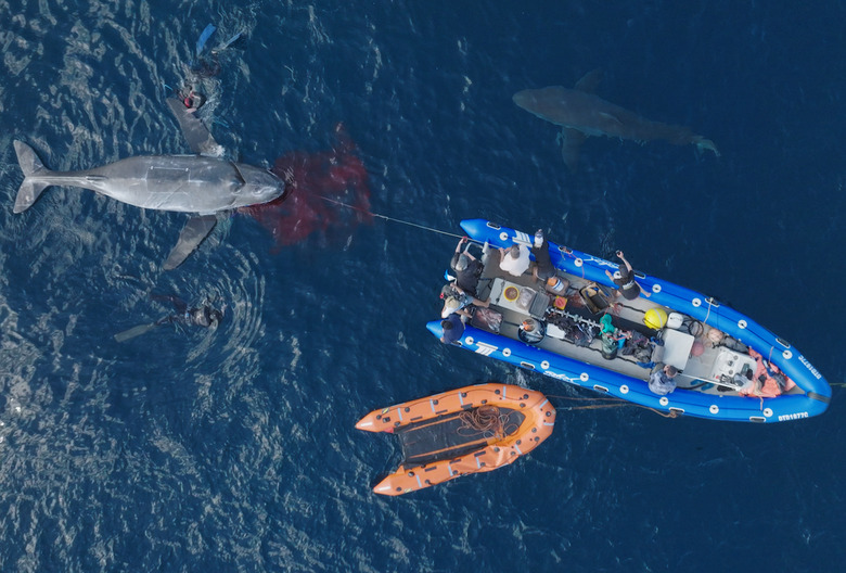 Shark Week 2023