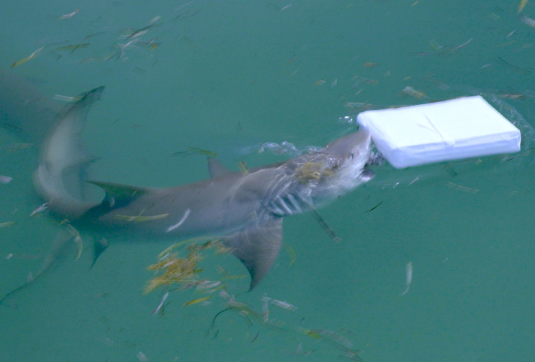 Shark Week 2023