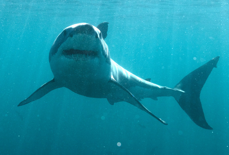 Shark Week 2023