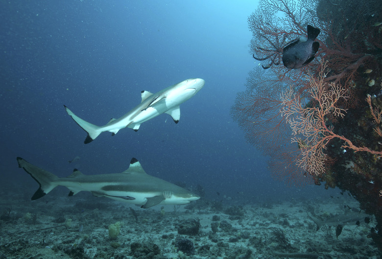 Shark Week 2023