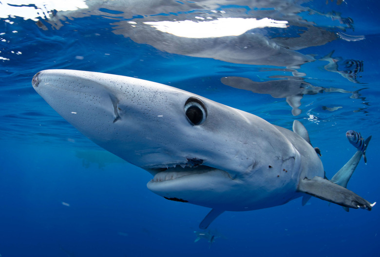 Shark Week 2023