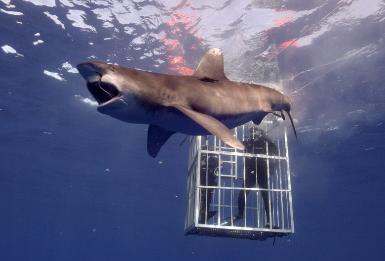 Shark Week 2024 Day 2 Schedule