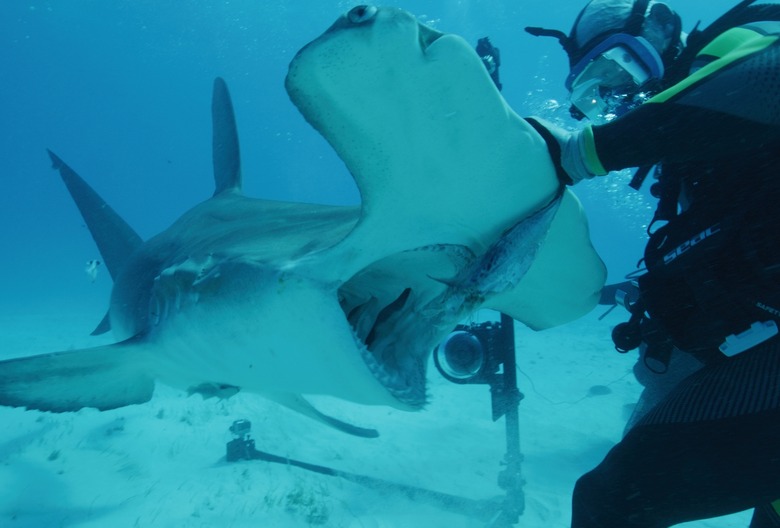 Shark Week 2024 Day 3 Schedule