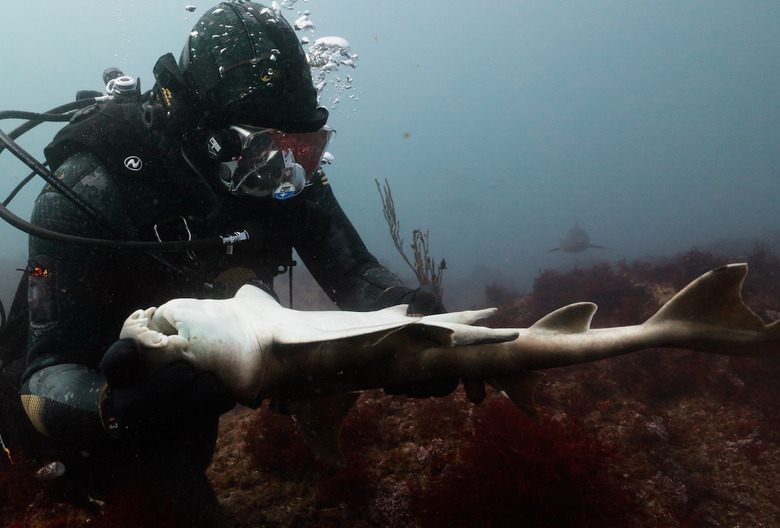 Shark Week 2024 Day 4 Schedule