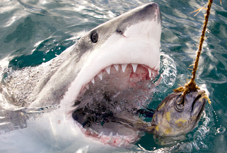 Shark Week 2024 Day 5 Schedule