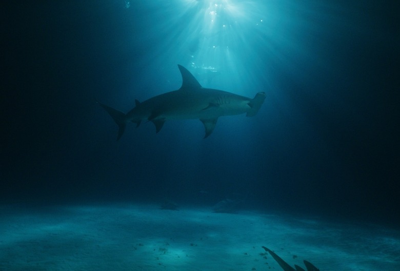 Shark Week 2024 Day 6 Schedule