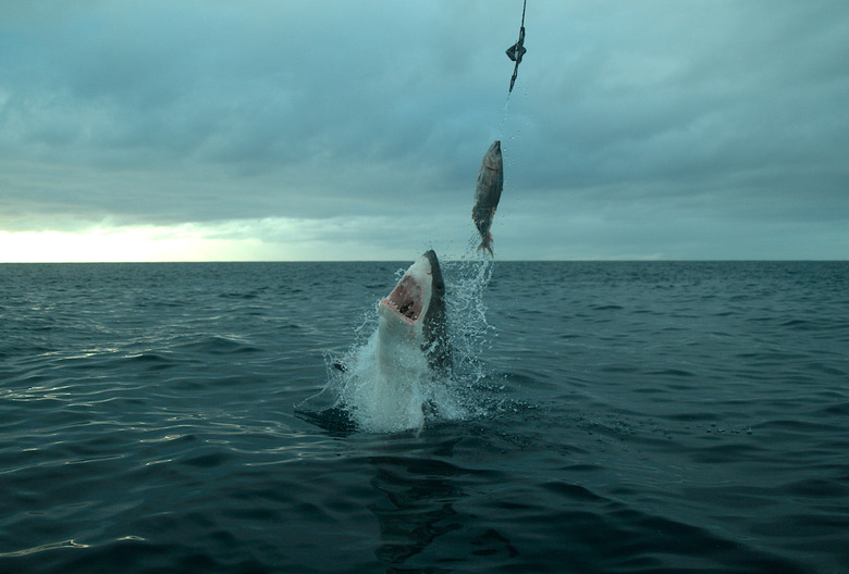 Shark Week 2024 Day 7 Schedule