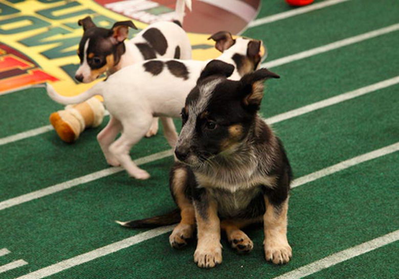 puppy-bowl-DW