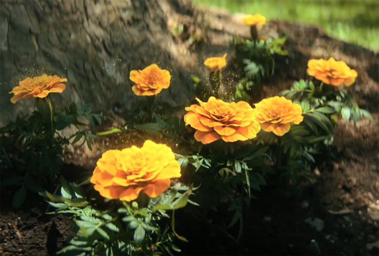 The Umbrella Academy Series Finale Marigolds