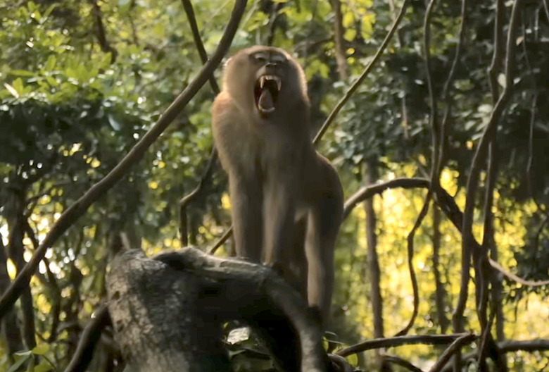 The White Lotus Finale Trailer Monkeys