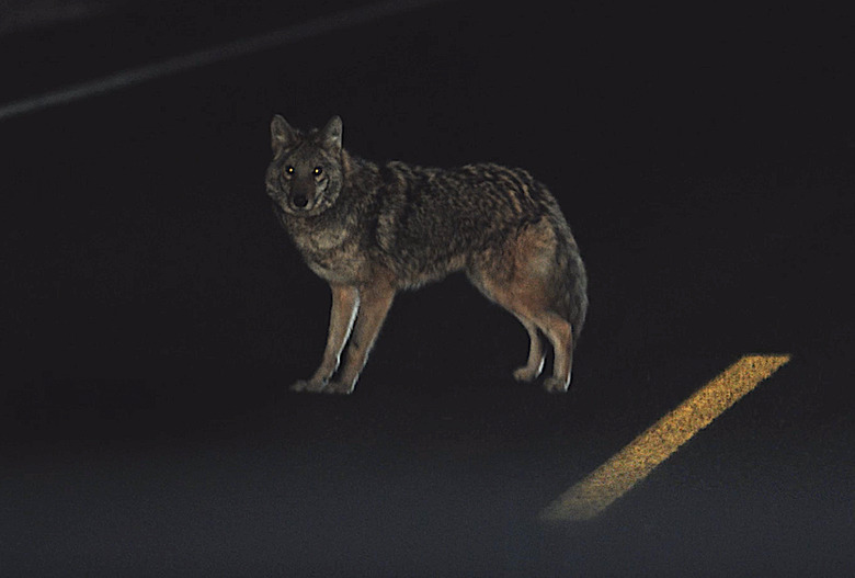 yellowstone wolf