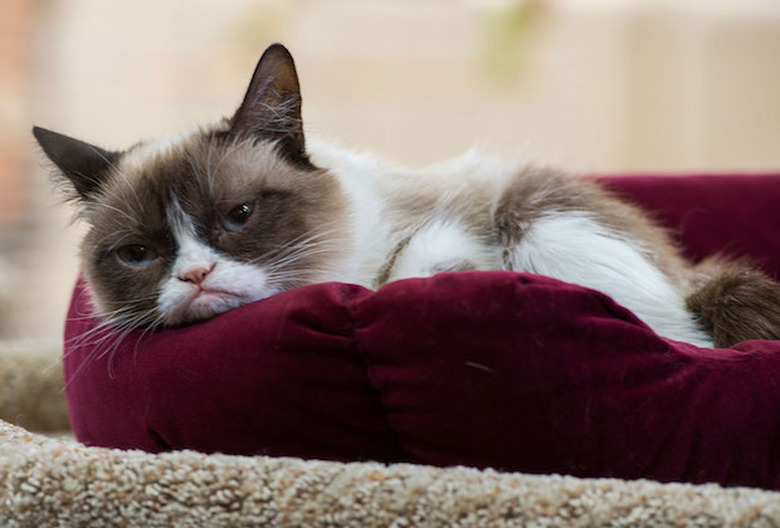 Grumpy Cat