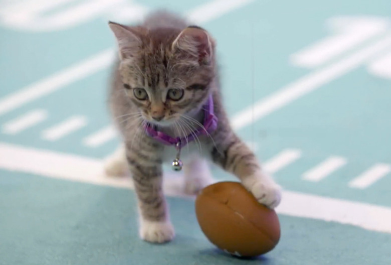 Kitten Bowl 2020