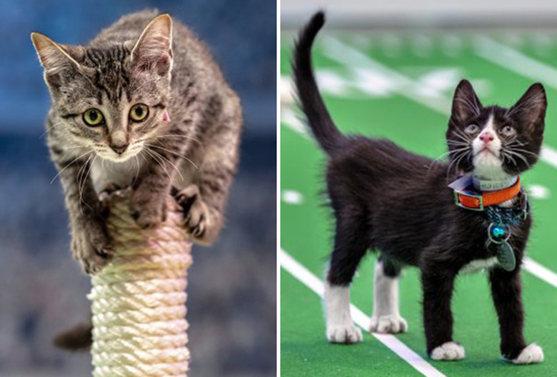 Kitten Bowl 2021
