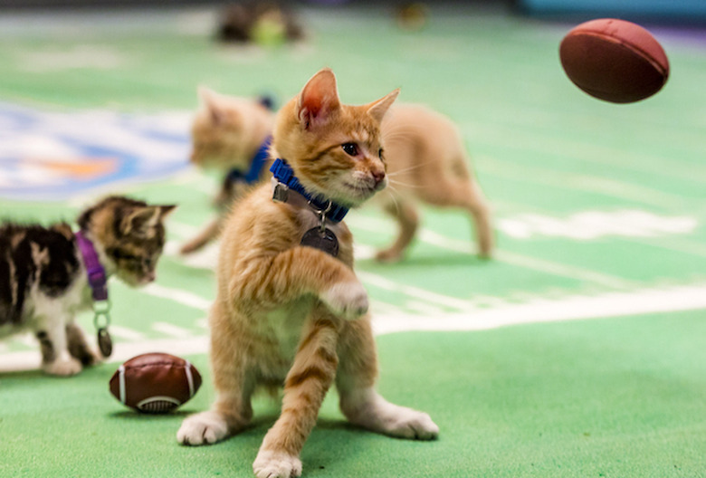 Kitten Bowl on Hallmark Channel Cancelled, Not Airing in 2022 on Super Bowl Sunday