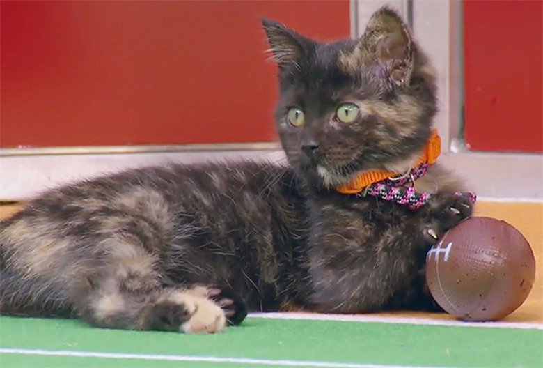 Kitten Bowl 2019 Photos