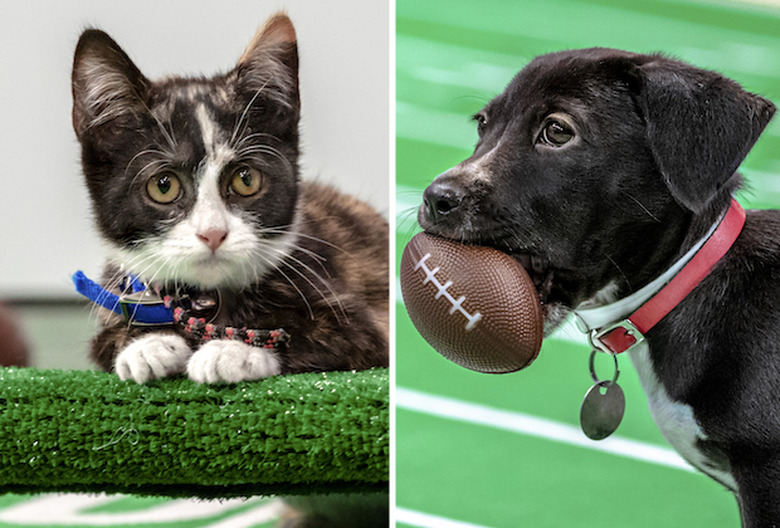 Kitten Bowl Returning in 2023... with Puppies