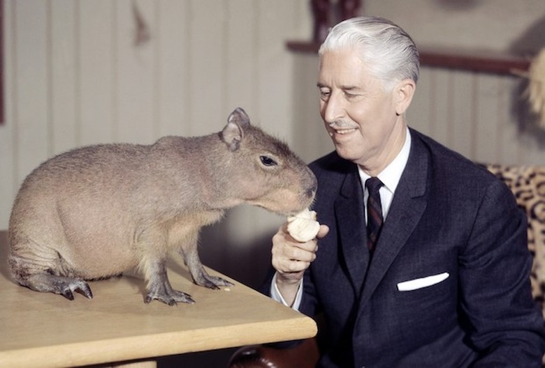 Mutual of Omaha’s Wild Kingdom