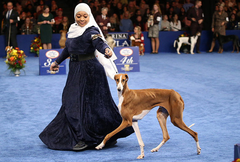 National Dog Show 2019