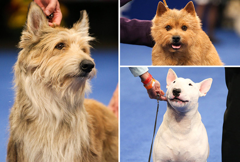 National Dog Show 2020 Winner