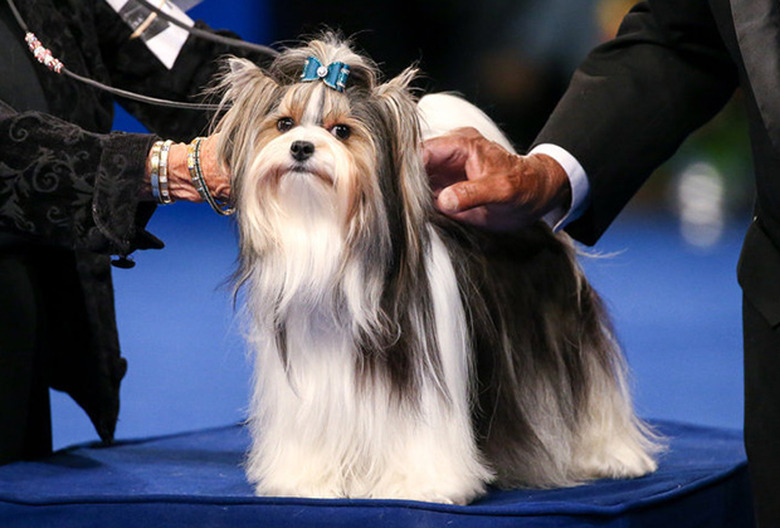 National Dog Show Winner