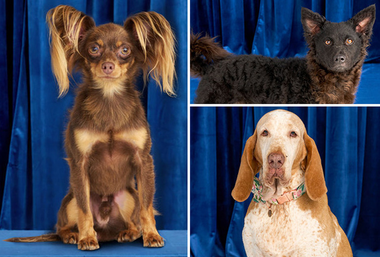 National Dog Show 2022 Winner