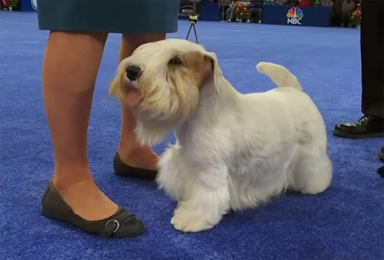 national-dog-show-2023-stache