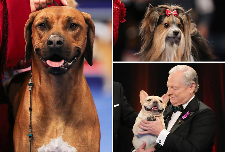 National Dog Show 2023 Winner