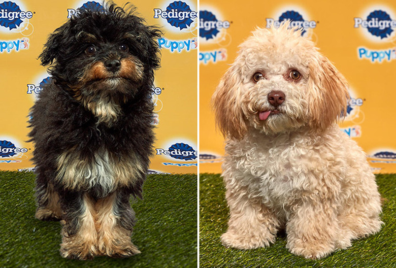 Puppy Bowl 2020