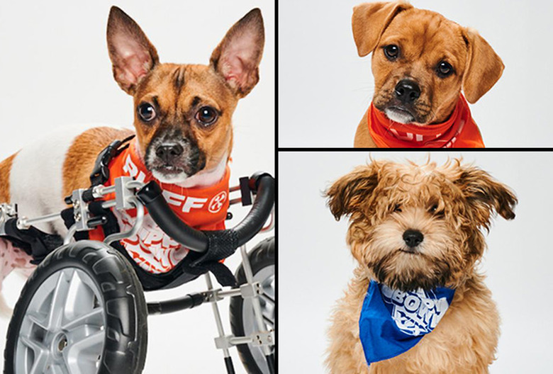 Puppy Bowl 2023 Photos