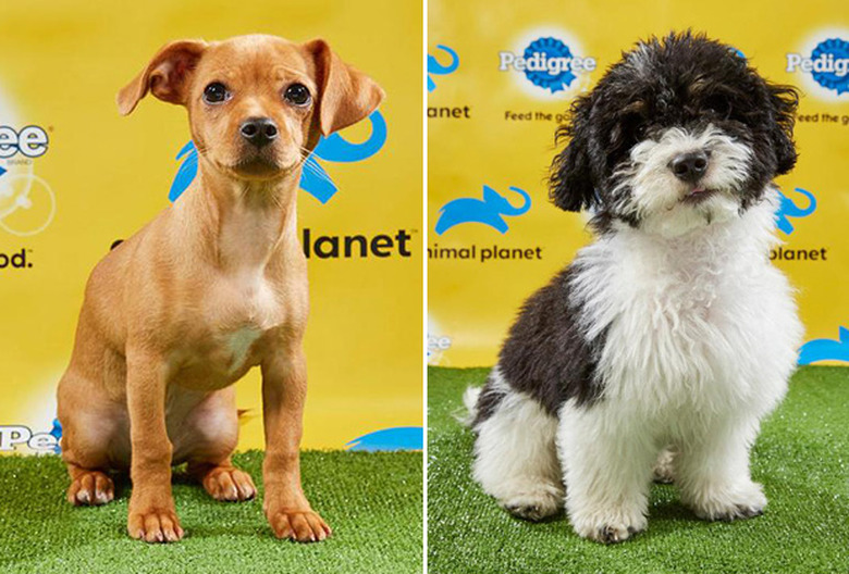Puppy Bowl 2019 Photos