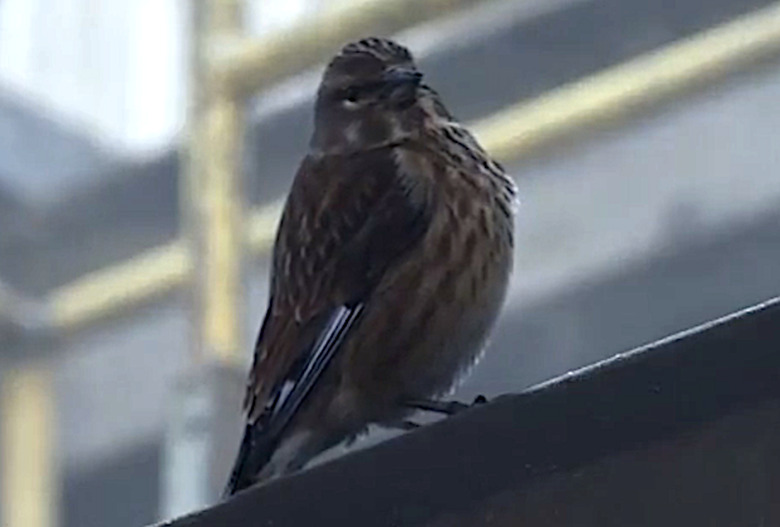 finch